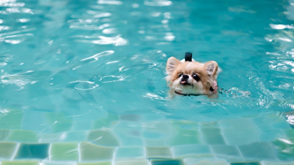 El tiempo que puedes tener a tu perro en la piscina