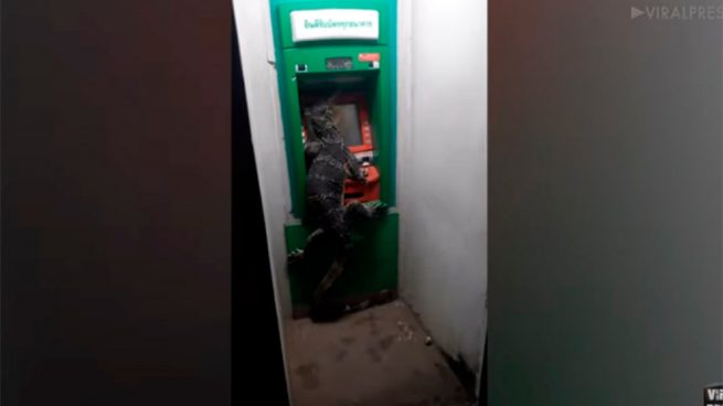 Facebook: Un lagarto de dos metros se cuela en un cajero automático