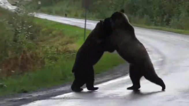 Facebook: La pelea de dos osos poco amoroso se hace viral