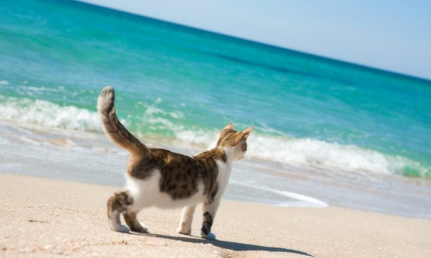 Gato a la playa