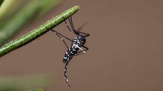 El mosquito tigre asiático