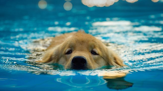 Cachorros de perro en la piscina