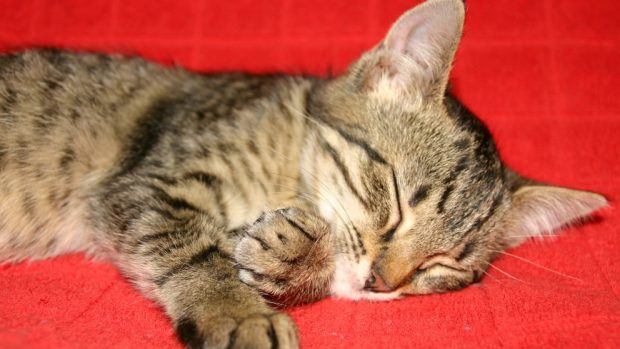 Tips para tu gato que ronca