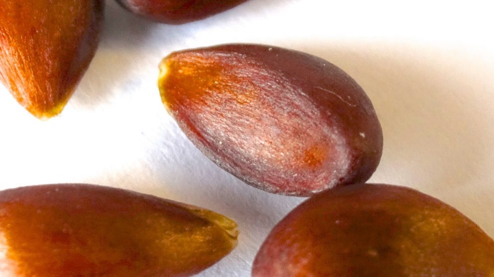 Las manzanas no son fáciles de cultivar, pero si sabes germinar sus semillas tendrás mucho ganado