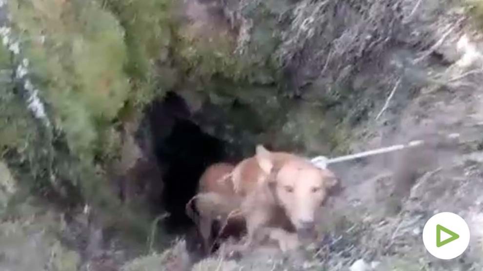 El increíble rescate de los bomberos a dos perros atrapados en un pozo.