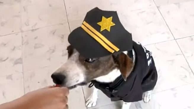 Facebook: La historia de un perro callejero convertido en policía antidrogas