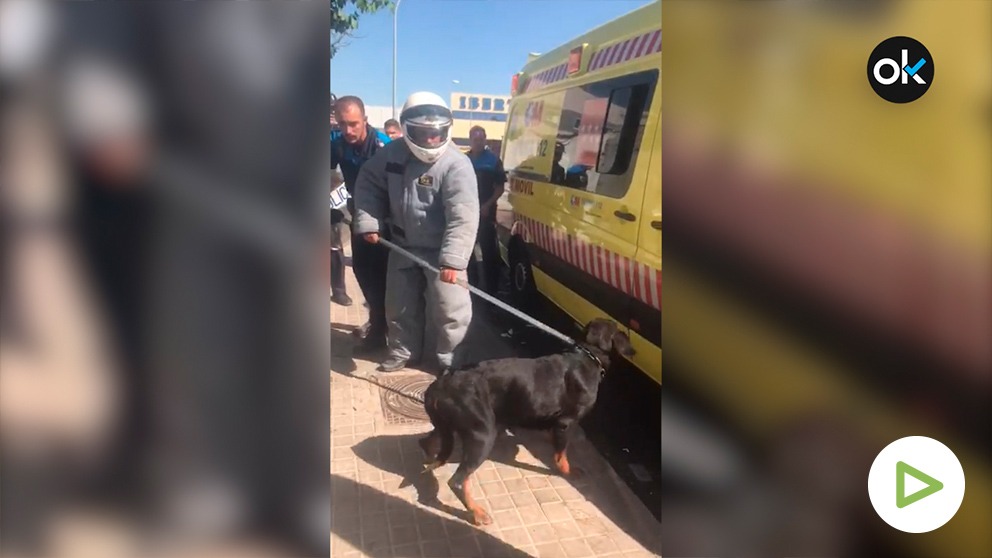 Imagen de cómo la policía ha cogido al perro que ha matado a su dueño a mordiscos en la cara