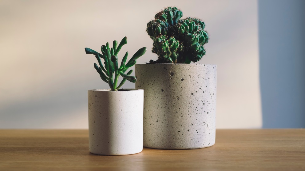 Los cactus son ideales para decorar espacios de trabajo