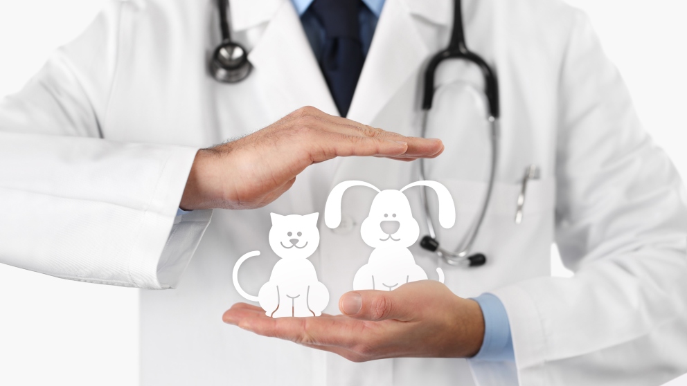 Tips para contratar un seguro de mascotas