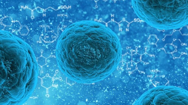 Células madre: tipos y cómo se desarrollan