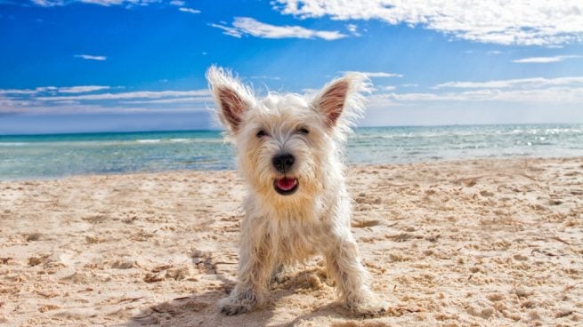 Qué debe comer a tu perro en verano