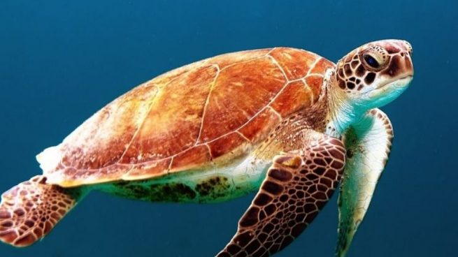 Existen alrededor de 300 especies de tortugas en el mundo.
