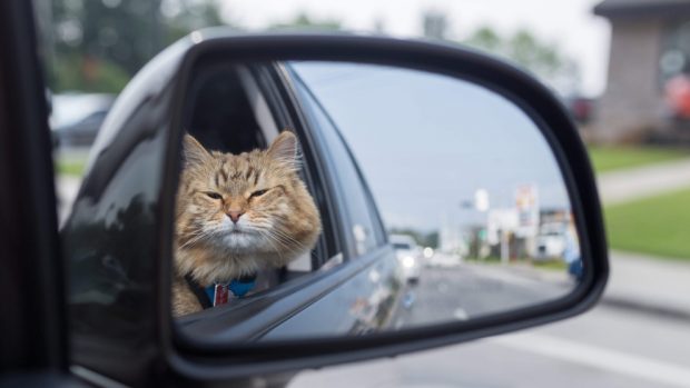 Llevar a tu gato en coche