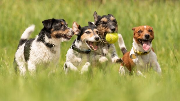 Cachorros se socialicen