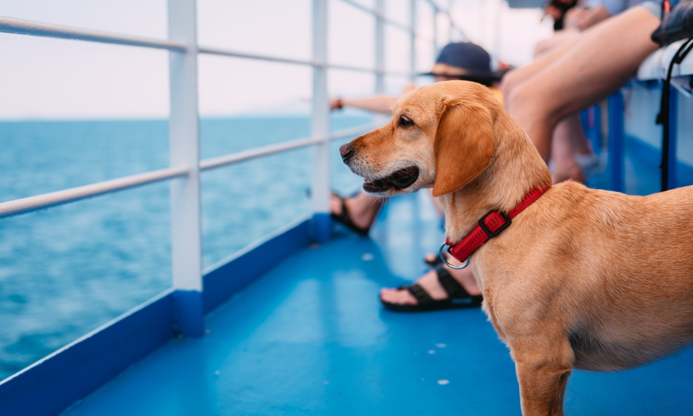 Perro 5 consejos para llevarlo en barco