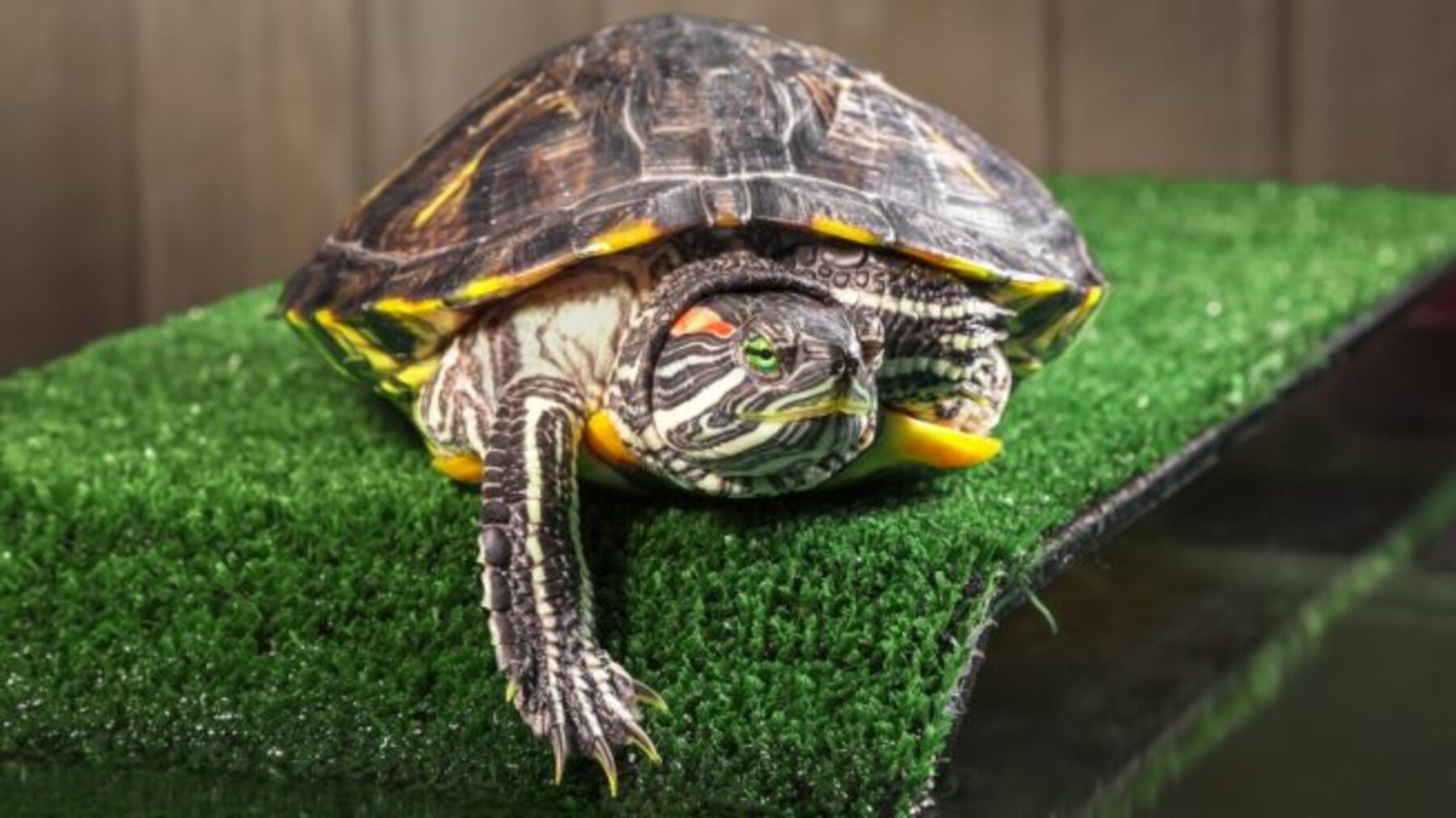 Cómo construir un terrario para tu tortuga