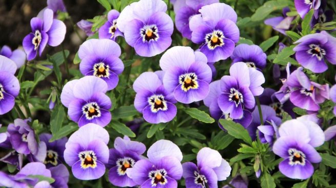 Violetas: 5 curiosidades de estas flores
