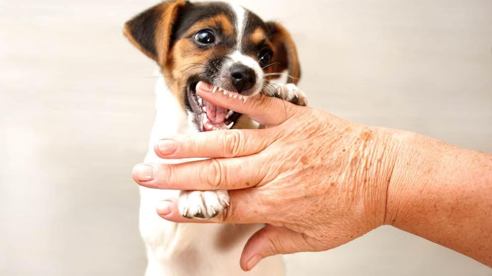 Tips para evitar que tu cachorro te muerda
