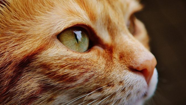Color ojo gato