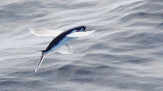 Una de las características de este pez está relacionada con su nombre.