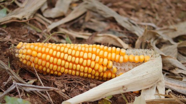 Mazorcas de maíz: trucos para que queden tiernas