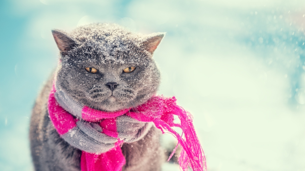 ¿Qué hacer si el gato no come por frío?