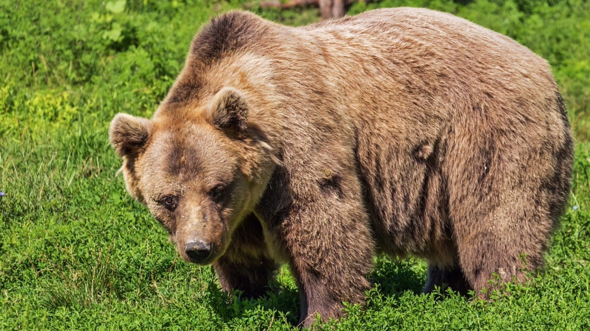 Gastos de envío conjunción extremidades Tipos de osos que existen y sus características