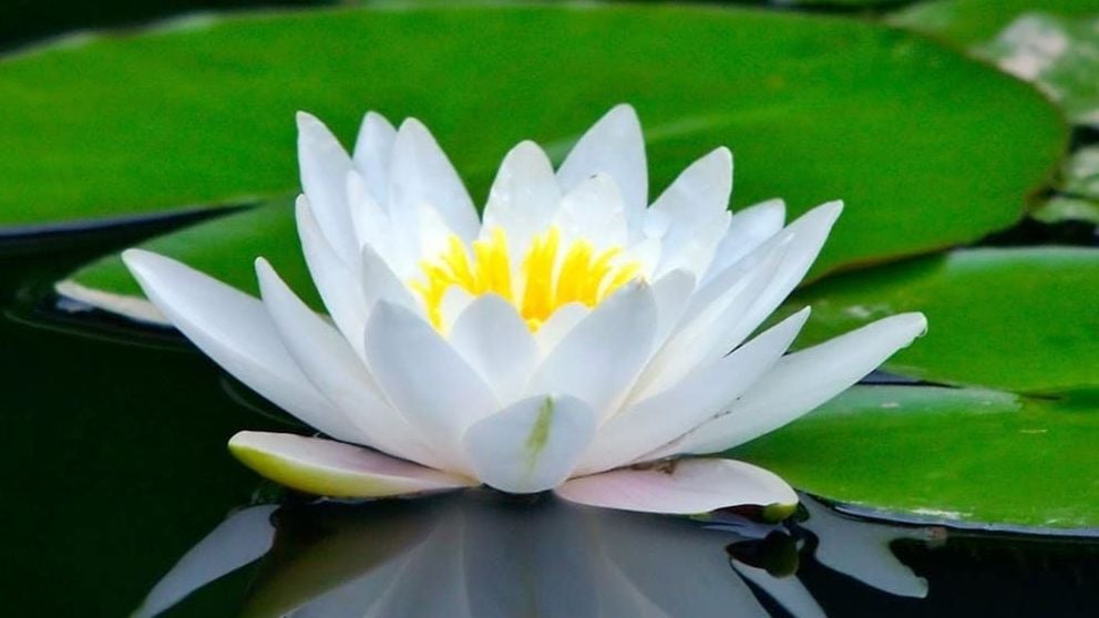 Flor de loto: cuÃ¡l es su significado y quÃ© significa