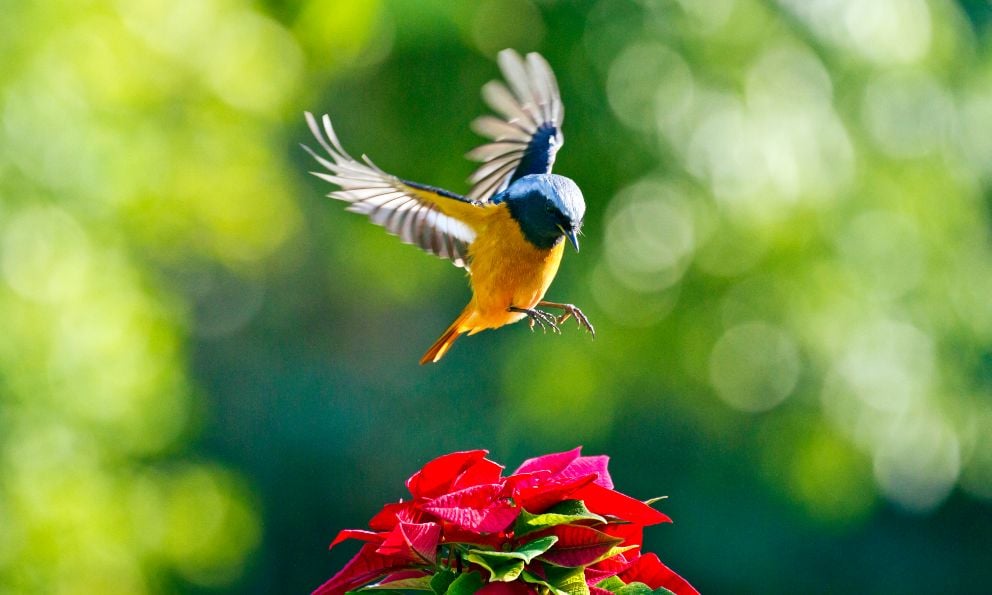 Elasticidad Respecto a rosario 5 tips para evitar los pájaros en tu jardín
