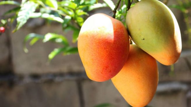 como cultivar mango