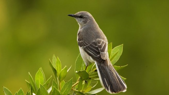 El pájaro ruiseñor común mide de 15 a 16,5 cm de largo.