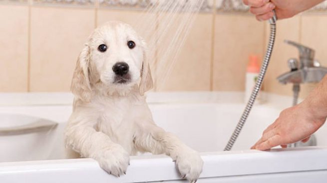 como bañar a un cachorro