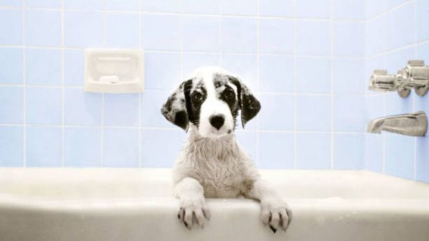 como bañar a un cachorro