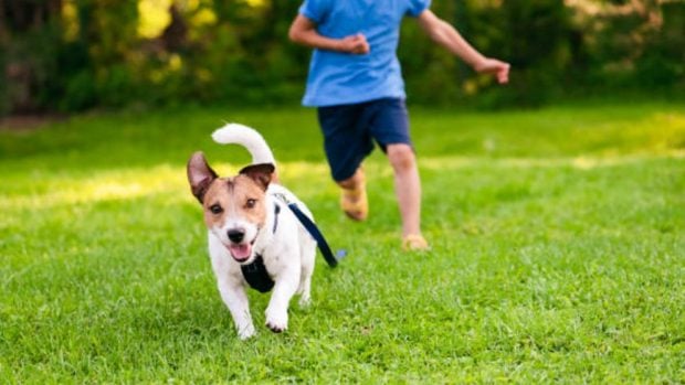 enseñar al perro a que vuelva