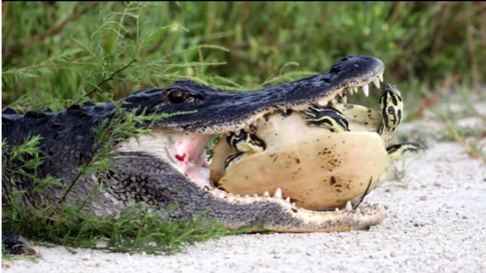 Facebook: Una tortuga vence a un cocodrilo