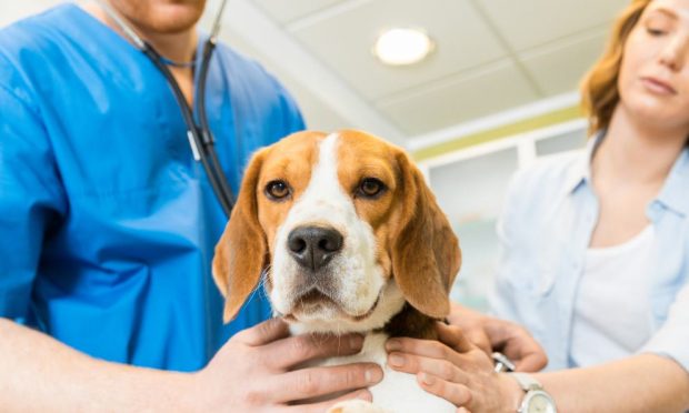 Un chequeo médico para tu mascota