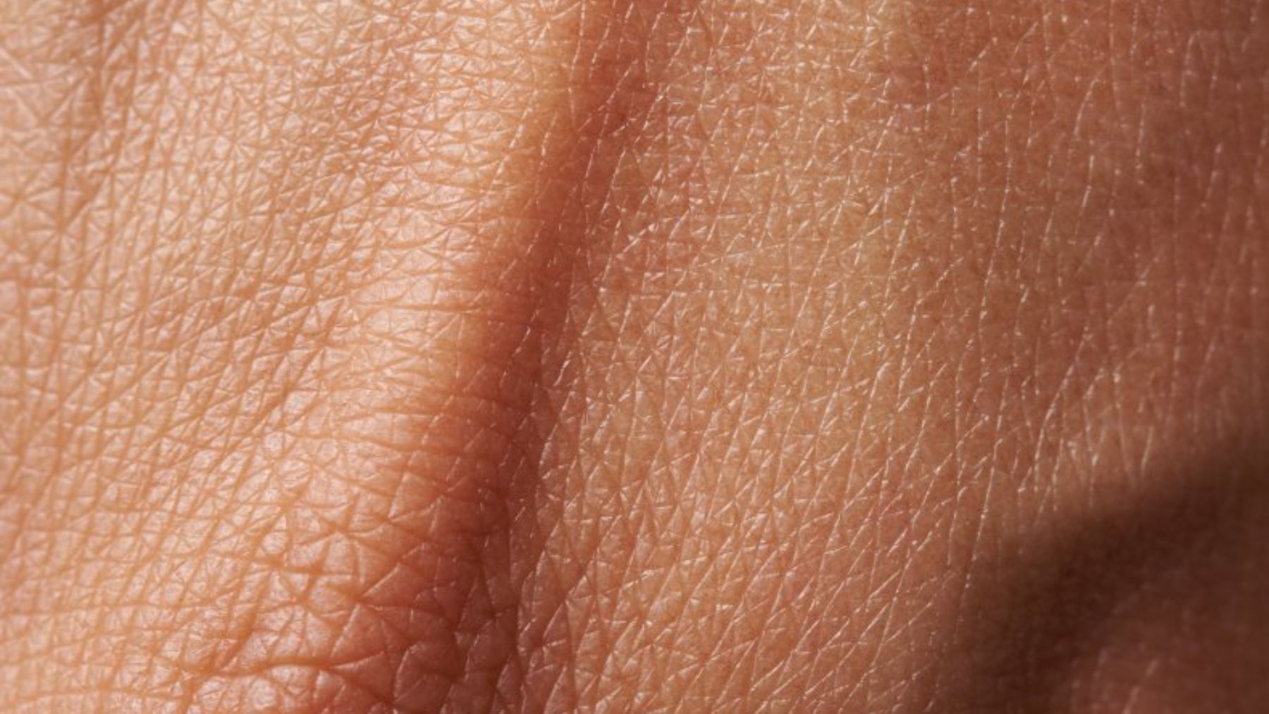Descubre las tres capas principales de la piel