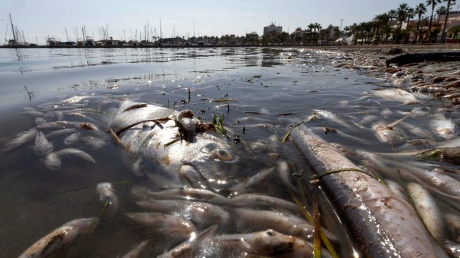 Murcia recoge 3.000 kilos de peces muertos y exige «actuar de manera urgente»
