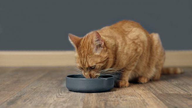 Dieta blanda para tu gato