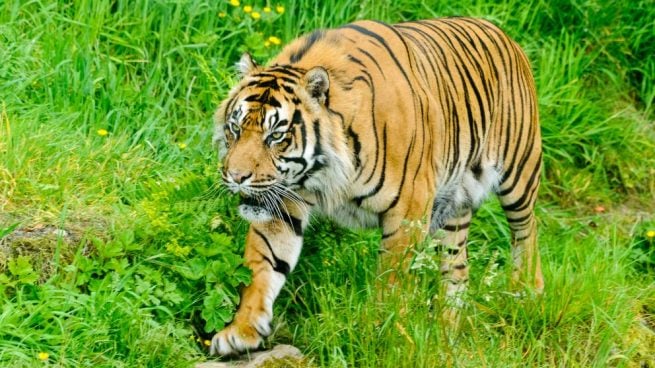 Tigres en el mundo