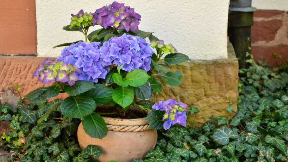 Las hortensias son plantas muy especiales y decorativas