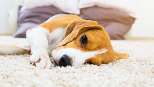 Enfermedad de la ehrliquiosis en perros