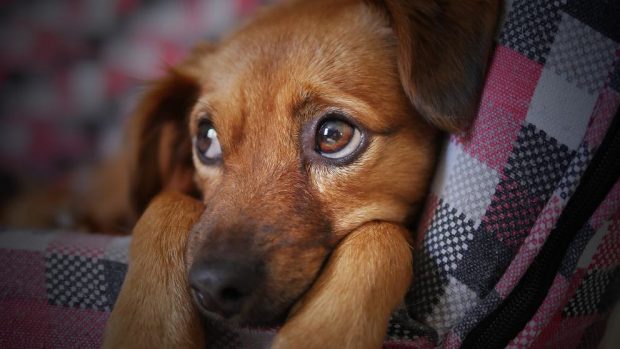 Gusano del corazón en perros