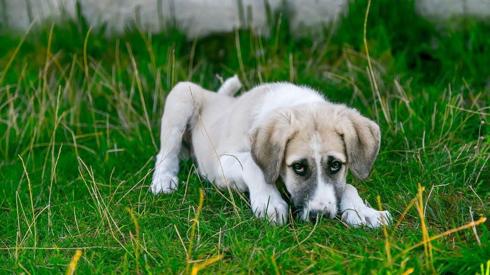 son peligrosos los gusanos en los perros