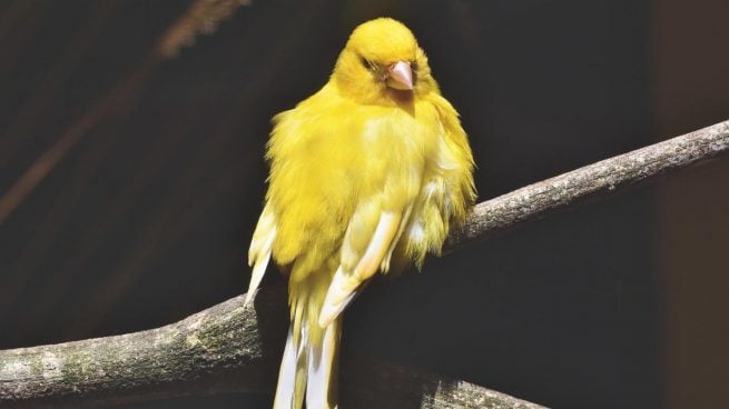 Las especies de pájaros que cantan