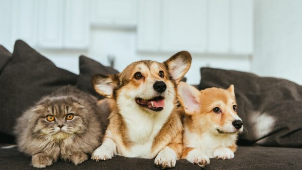 Los perros o los gatos, ¿cuáles son más cariñosos?