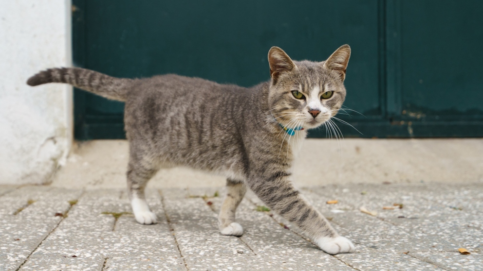 ¿Es cierto el mito del gato independiente?
