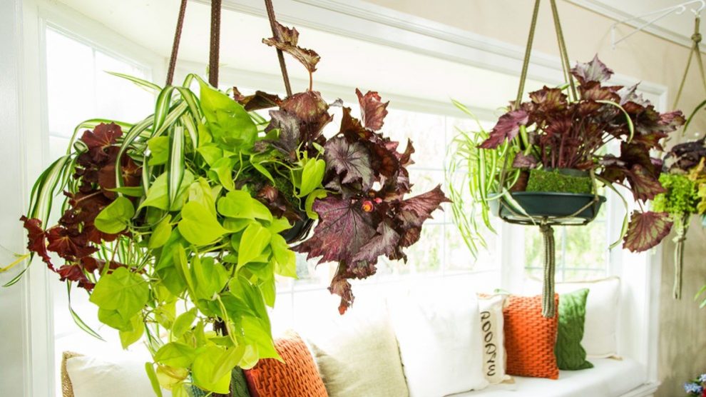 Las plantas colgantes le dan un aspecto ideal a cualquier espacio