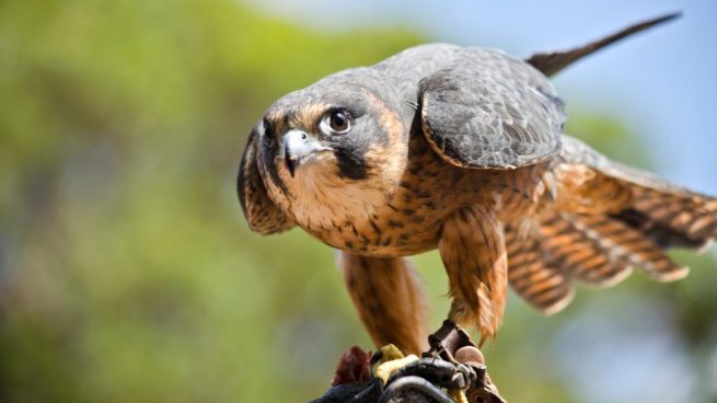 Aves Rapaces Diurnas Y Nocturnas