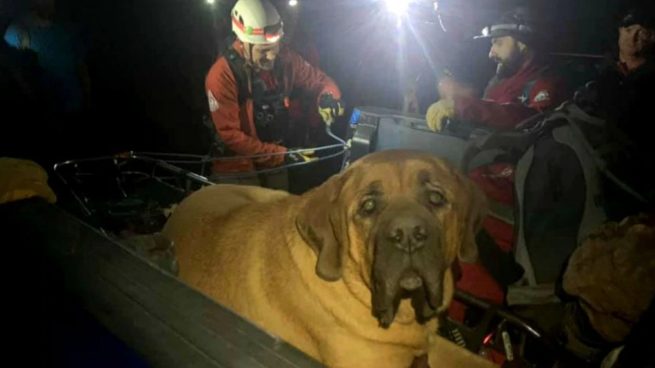 Facebook: Perro con sobrepeso es rescatado por los bomberos